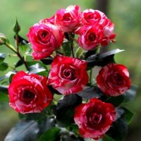 розы :: Горкун Ольга Николаевна 
