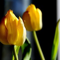 Желтые тюльпаны.. :: Валерия  Полещикова 
