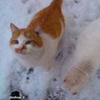 Дворовые коты. :: Любовь К.