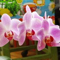 Орхидея(Фаленопсис розовый (Phalaenopsis rosea) :: Алексей Цветков