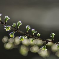 Утро  в парке. :: Харис Шахмаметьев