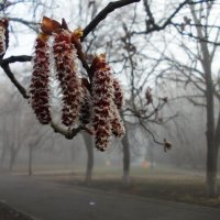 Весеннее утро :: Наталья Гринченко