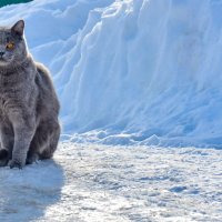 Котик на Севере! :: Вячеслав Назаренко