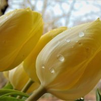Желтые тюльпаны :: spm62 Baiakhcheva Svetlana