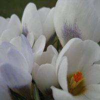 Цветы весны :: spm62 Baiakhcheva Svetlana