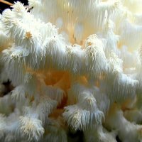 Коралловый гриб. :: nadyasilyuk Вознюк