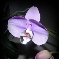 Орхидея . :: Мила Бовкун