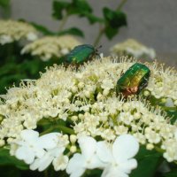 Майский жук :: Дарья Лаврухина