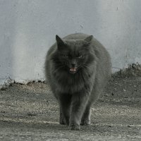 кошка :: Юлия Денискина