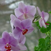 Моя орхидея :: Сергей Карачин