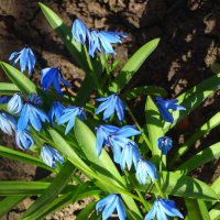 Небесно-голубые первоцветы... :: Тамара (st.tamara)