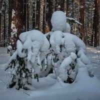 Бодание слонов :: Виктор Четошников