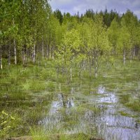 Этюд с Карельских болот :: Константин 