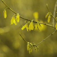 Лимонный цвет в весеннем саду. :: Иван Лазаренко