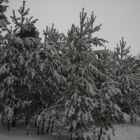 белый снег :: Александр Попков