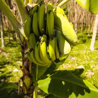 бананы :: Екатерина Самохина