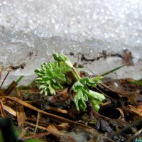 Уж снег бессилен пред травинкой.. :: Андрей Заломленков