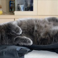 Так  сладко спать могут только  коты. :: Валерия  Полещикова 
