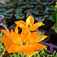 цветок орнитогалум оранжевый :: laana laadas