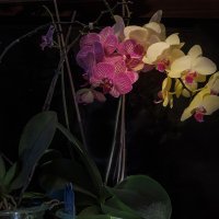 Орхидеи :: Сергей Цветков