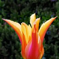 tulip :: Света Ли
