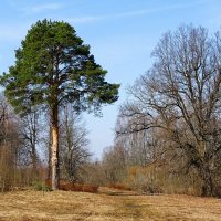 Одинокая сосна по соседству с дубом :: Милешкин Владимир Алексеевич 