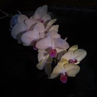 Орхидея :: Сергей Цветков