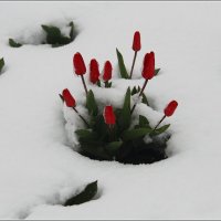 Тюльпаны в снегу. :: Роланд Дубровский