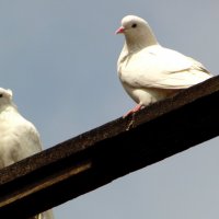 Белые голубки. :: nadyasilyuk Вознюк