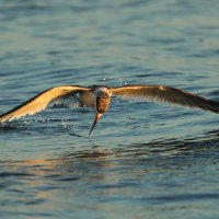 Black Skimmer :: Naum 