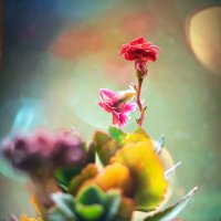 цветы на подоконнике... :: Александр Александрович