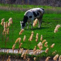 На лугу паслися ко..... Козы..?) Нет -коровы..) :: Любовь К.