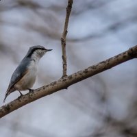 Поползень. :: Виктор Иванович Чернюк