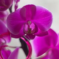 Орхидея :: Анна Кокарева