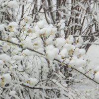 Снег в апреле... :: Наталья Полочанка