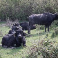 Азиатские буйволы :: Natalia Harries
