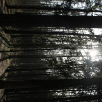 лес :: Алина Веремеенко