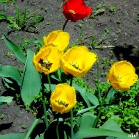 Тюльпаны :: Нина Бутко