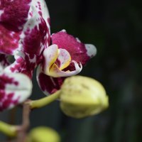 орхидея далматинец :: Юрий 