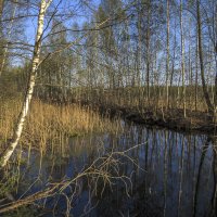 В Мещерском краю :: Сергей Цветков