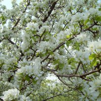 Яблони цветут :: alemigun 