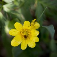 Желтый цветочек и грациозный желтый паучок! :: Анастасия Грек