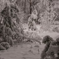 Майский снегопад :: Сергей Герасимов
