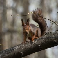 "Не беспокоить! У меня завтрак." :: Владимир Безбородов