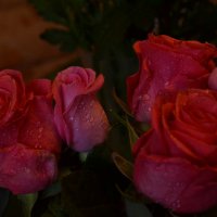 Розовые розы. :: zoja 