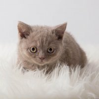 Kittens photoshoot :: Anna Aleksandrova