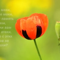 Был месяц май... :: Татьяна Евдокимова