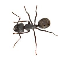 Лесной муравей :: Николай Мелонов