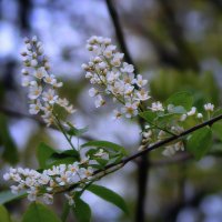 Черемуха :: Наталья Лакомова