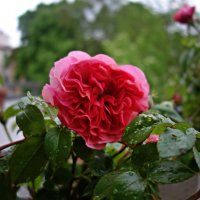 И вновь, зацвели розы на моем балконе!!!...Первая! :: Galina Dzubina